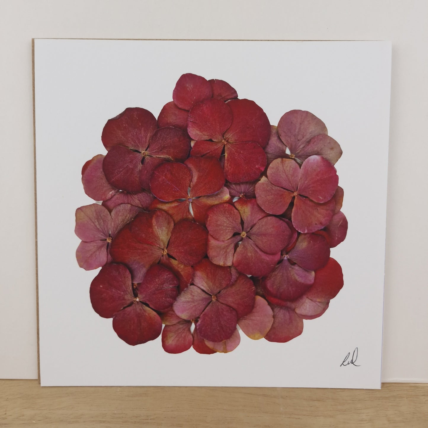 SIÓG Botanicals 8" Square Print Pressed Hydrangea Fine Art Print