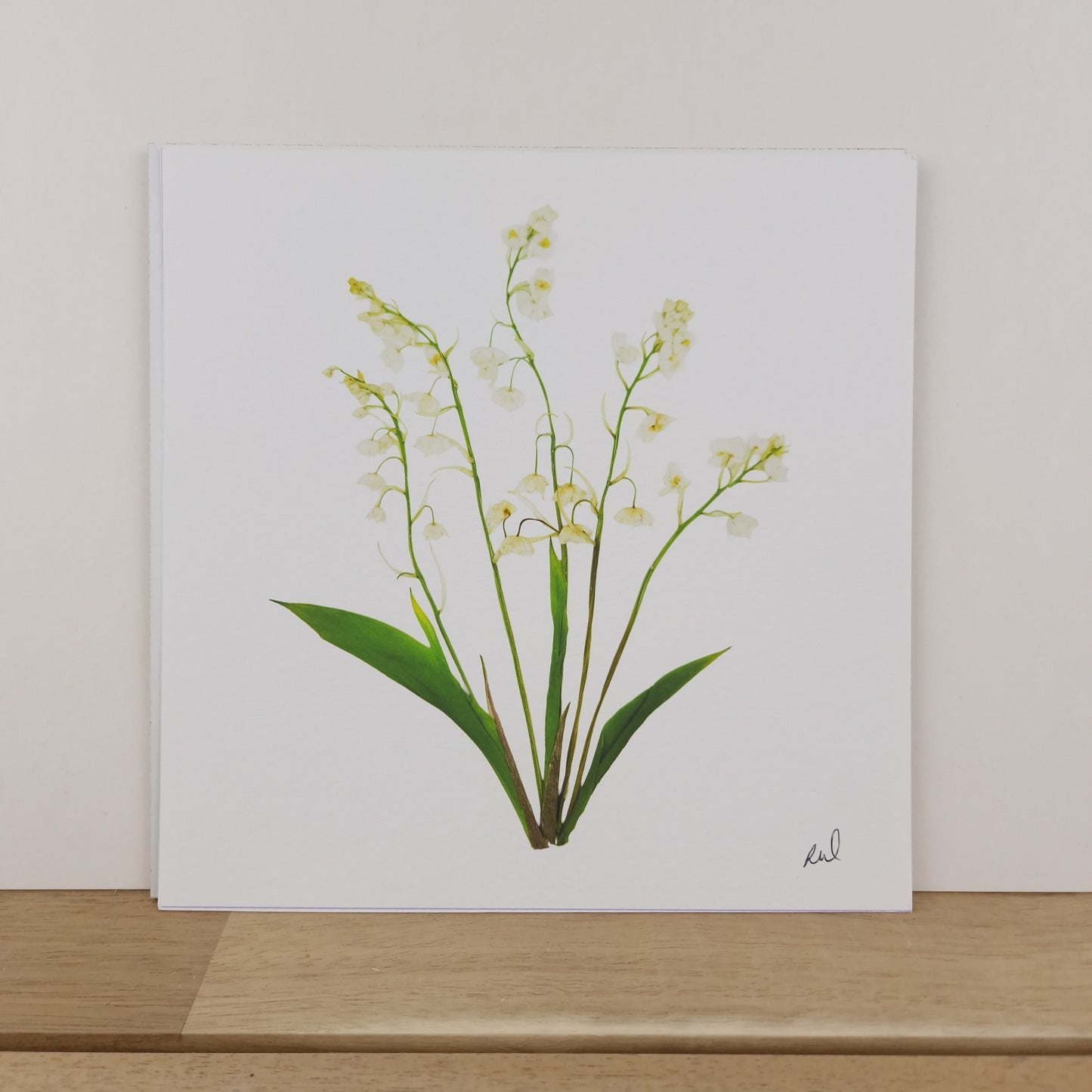 SIÓG Botanicals 8" Square Print Pressed Lily of the Valley Fine Art Print