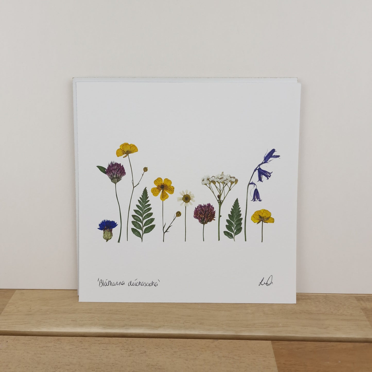 SIÓG Botanicals 8" x 8" Print 'Bláthanna dúchasacha' Native Flowers Fine Art Print