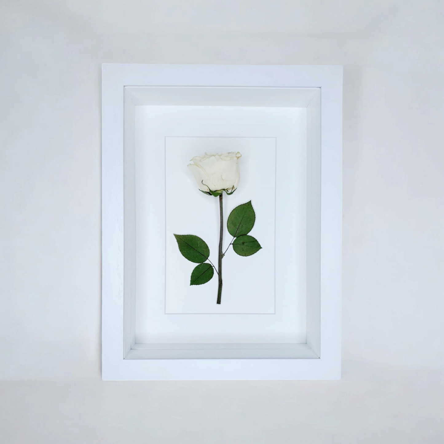 SIÓG Botanicals White Single Preserved Flower in 3D on Canvas: (12" x 16" / 30cm x 40cm)