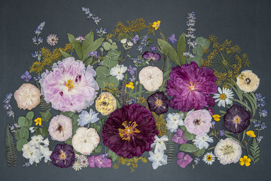 Will Pressed Flowers Last Forever or Fade Over Time?