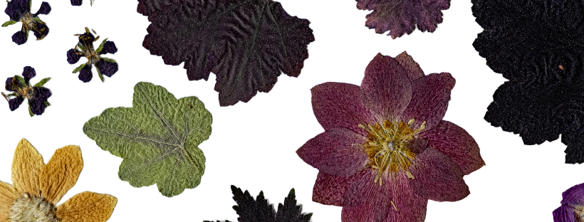 How to Press Flowers at Home: A Simple Guide