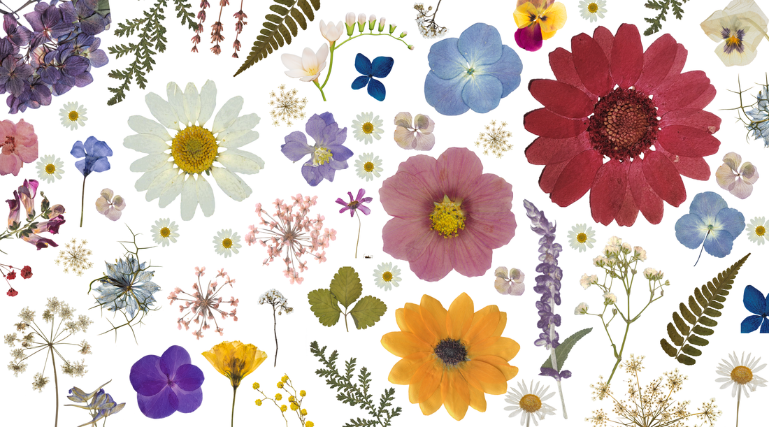 Flowers That Hold Their Colour Well When Pressed