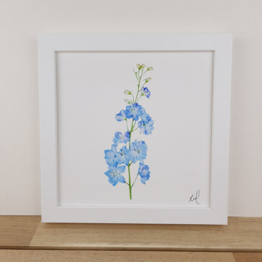 SIÓG Botanicals 8" Square Framed Print Pressed Delphinium Fine Art Print
