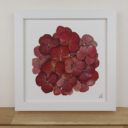 SIÓG Botanicals 8" Square Framed Print Pressed Hydrangea Fine Art Print
