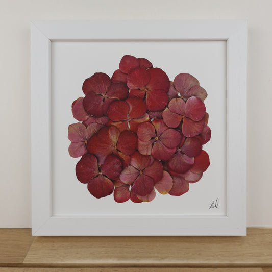 SIÓG Botanicals 8" Square Framed Print Pressed Hydrangea Fine Art Print
