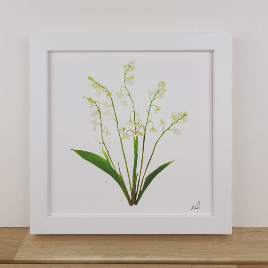 SIÓG Botanicals 8" Square Framed Print Pressed Lily of the Valley Fine Art Print