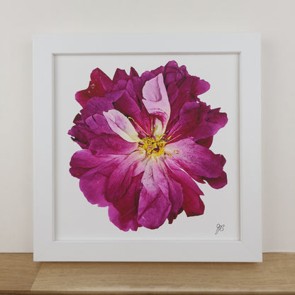 SIÓG Botanicals 8" Square Framed Print Pressed Peony Fine Art Print