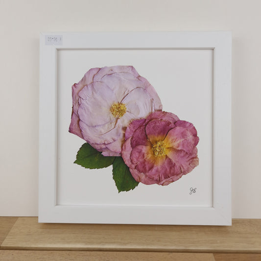 SIÓG Botanicals 8" Square Framed Print Pressed Rose Fine Art Print