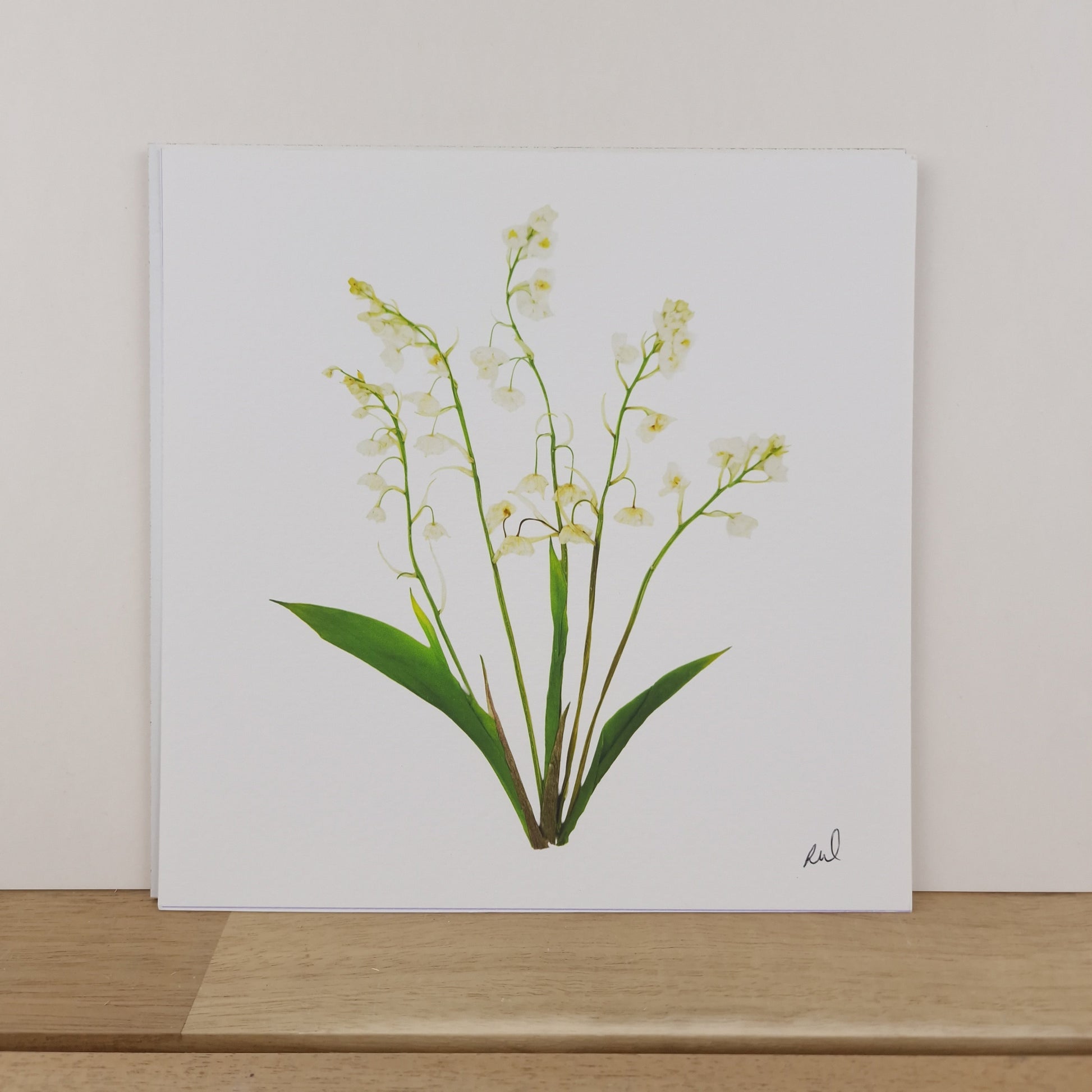 SIÓG Botanicals 8" Square Print Pressed Lily of the Valley Fine Art Print
