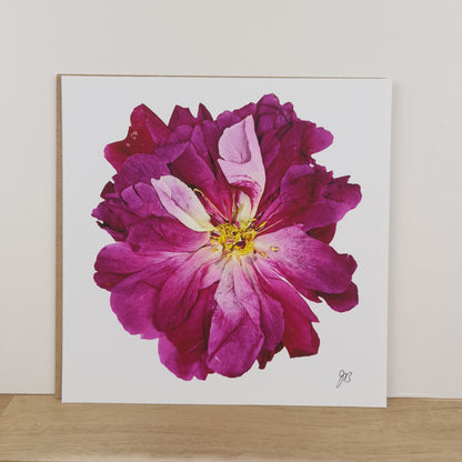 SIÓG Botanicals 8" Square Print Pressed Peony Fine Art Print