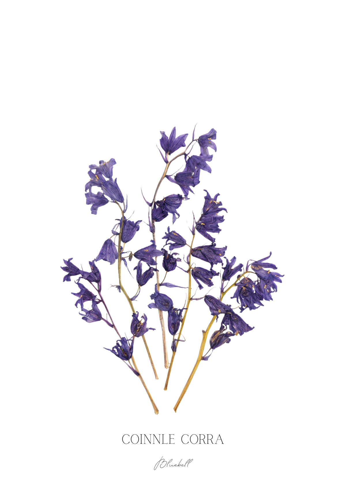 SIÓG Botanicals Product April - Bluebell / A5 Print Only Seasonal Botanical Prints