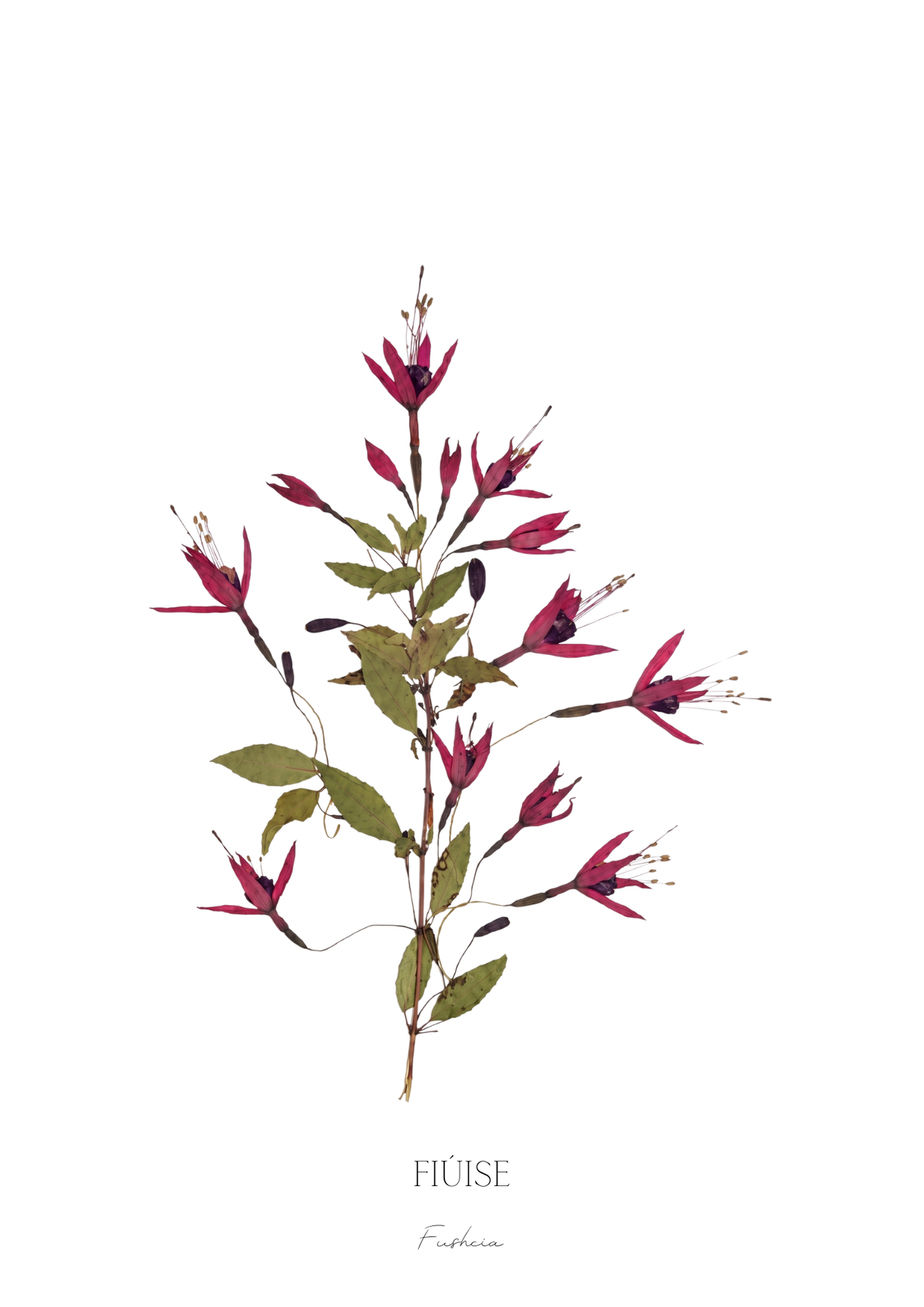 SIÓG Botanicals Product August - Fuschia / A5 Print Only Seasonal Botanical Prints
