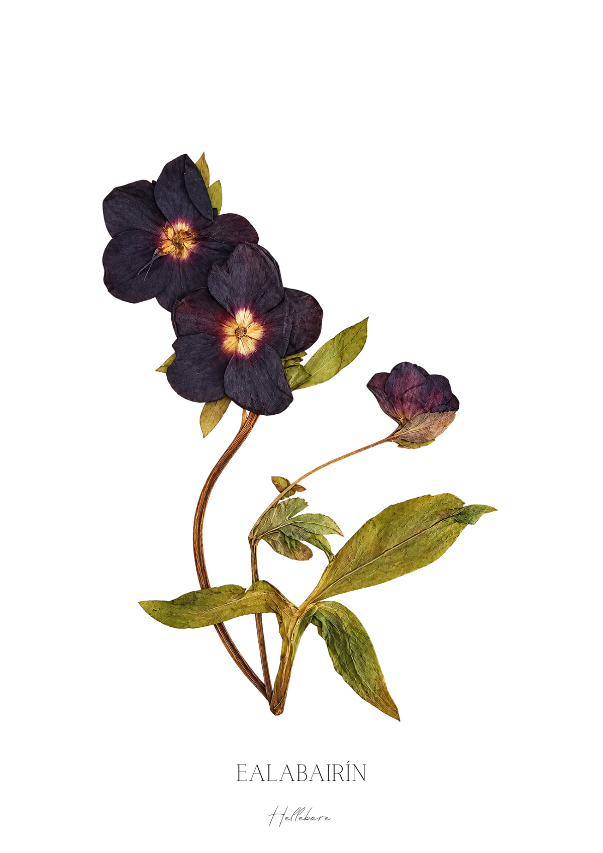 SIÓG Botanicals Product December - Hellebore / A5 Print Only Seasonal Botanical Prints
