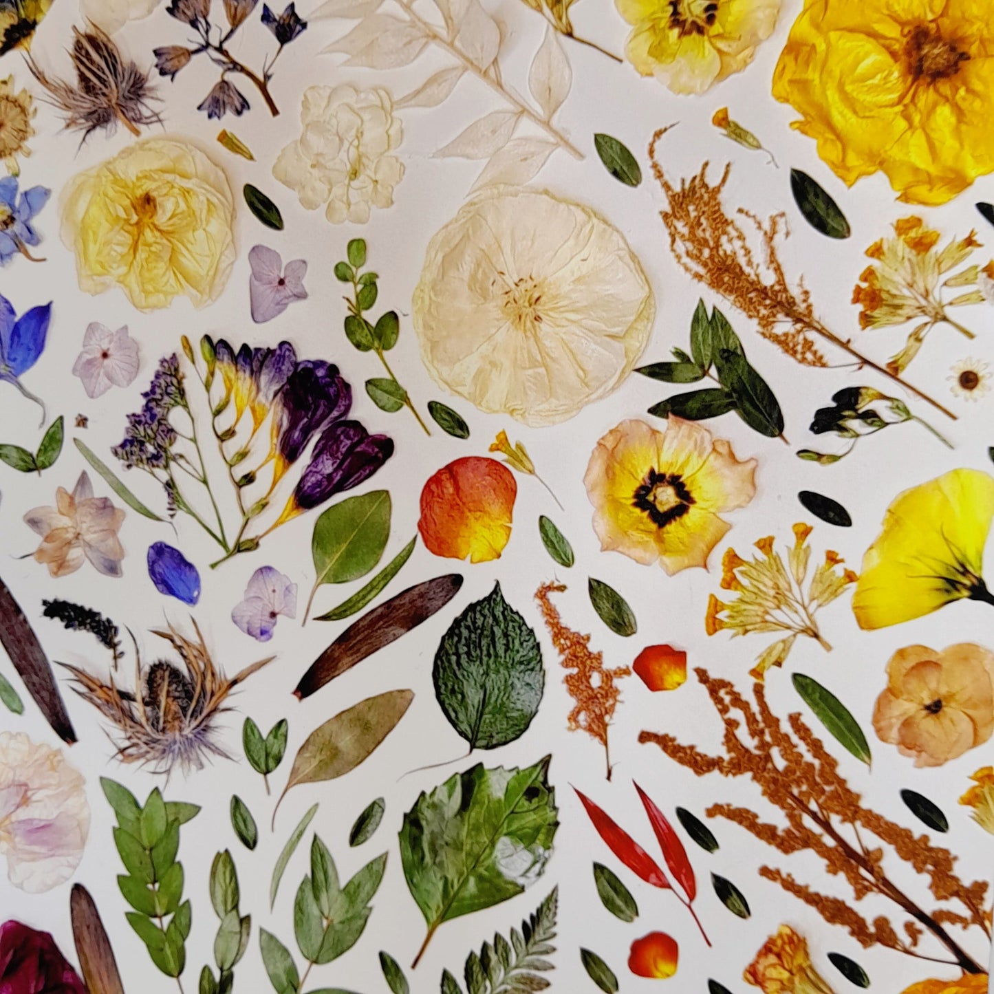 SIÓG Botanicals 'DRAÍOCHT' Fine Art Giclee Print