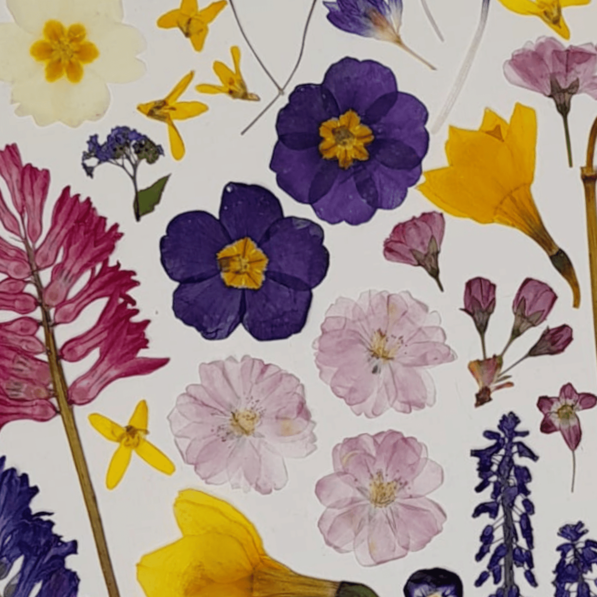 SIÓG Botanicals 'Earrach - Spring' Fine Art Giclee Print