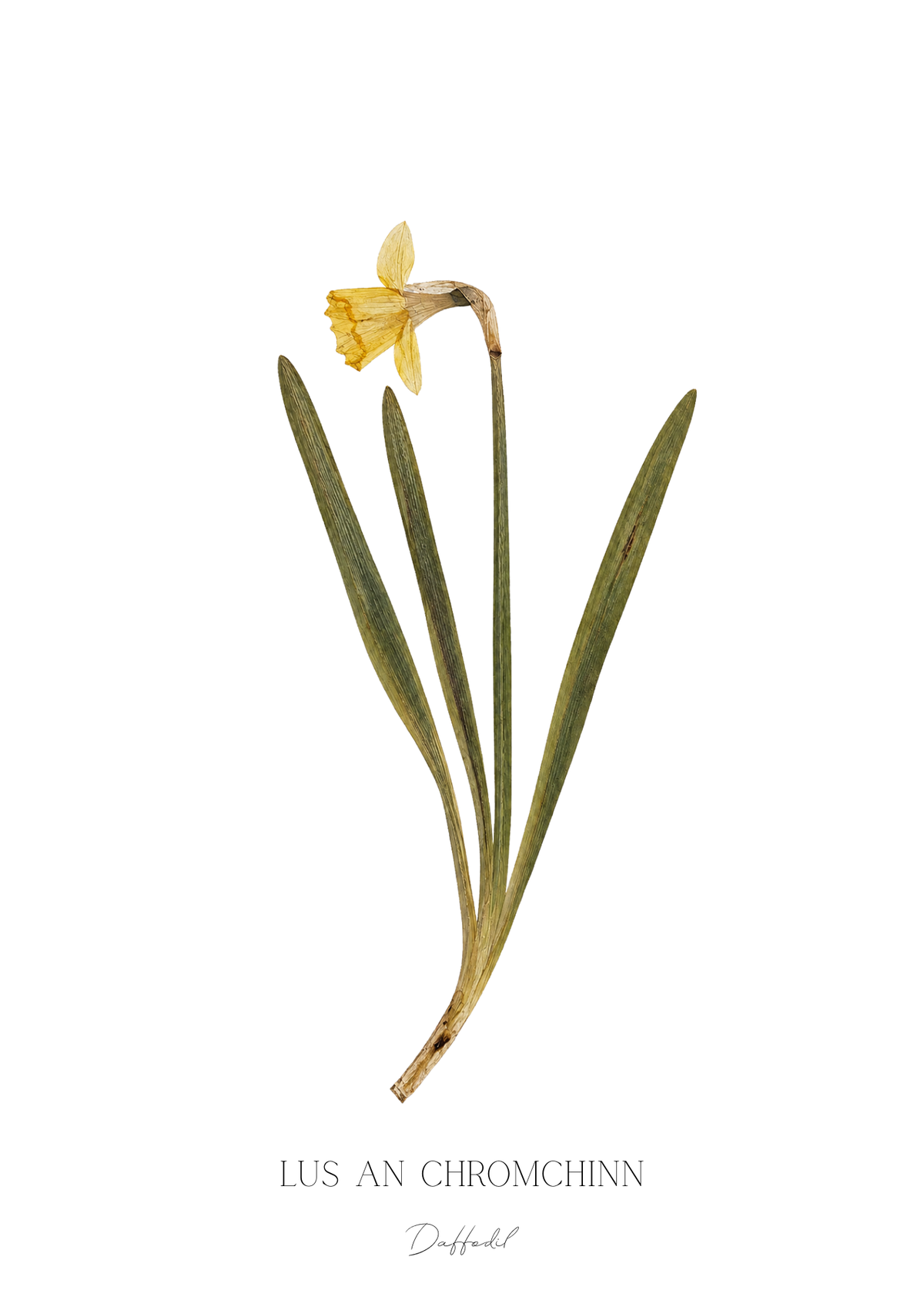 SIÓG Botanicals Product February - Daffodil / A5 Print Only Seasonal Botanical Prints