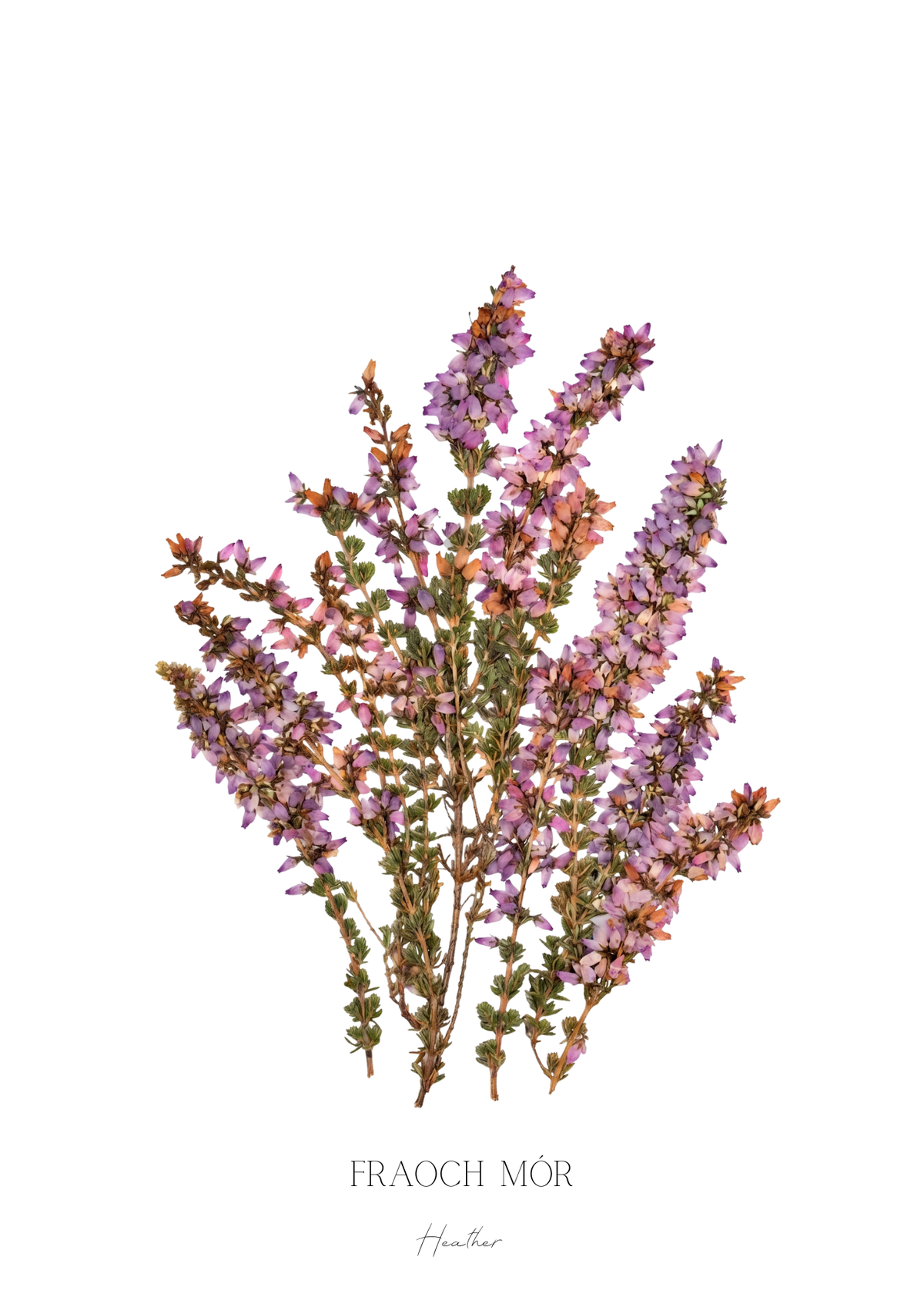 SIÓG Botanicals Product January - Heather / A5 Print Only Seasonal Botanical Prints