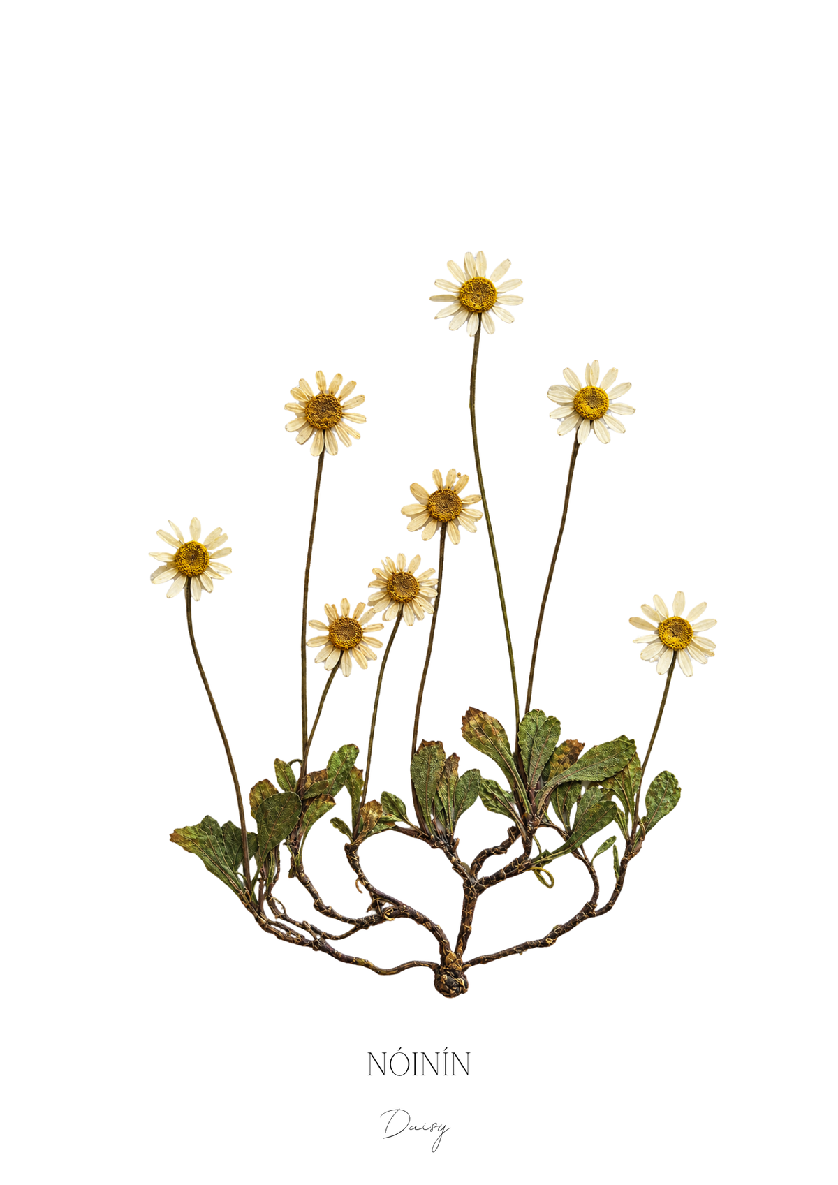 SIÓG Botanicals Product July - Daisy / A5 Print Only Seasonal Botanical Prints