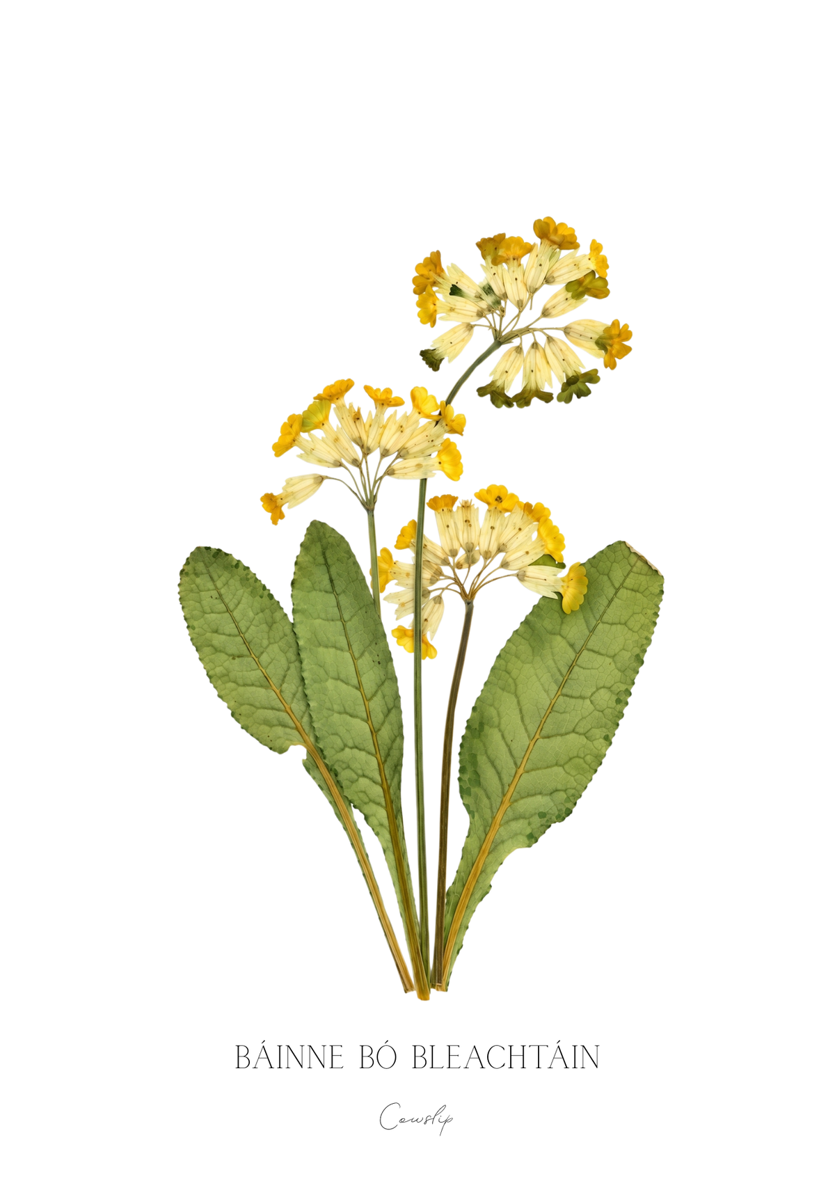 SIÓG Botanicals Product March - Cowslip / A5 Print Only Seasonal Botanical Prints
