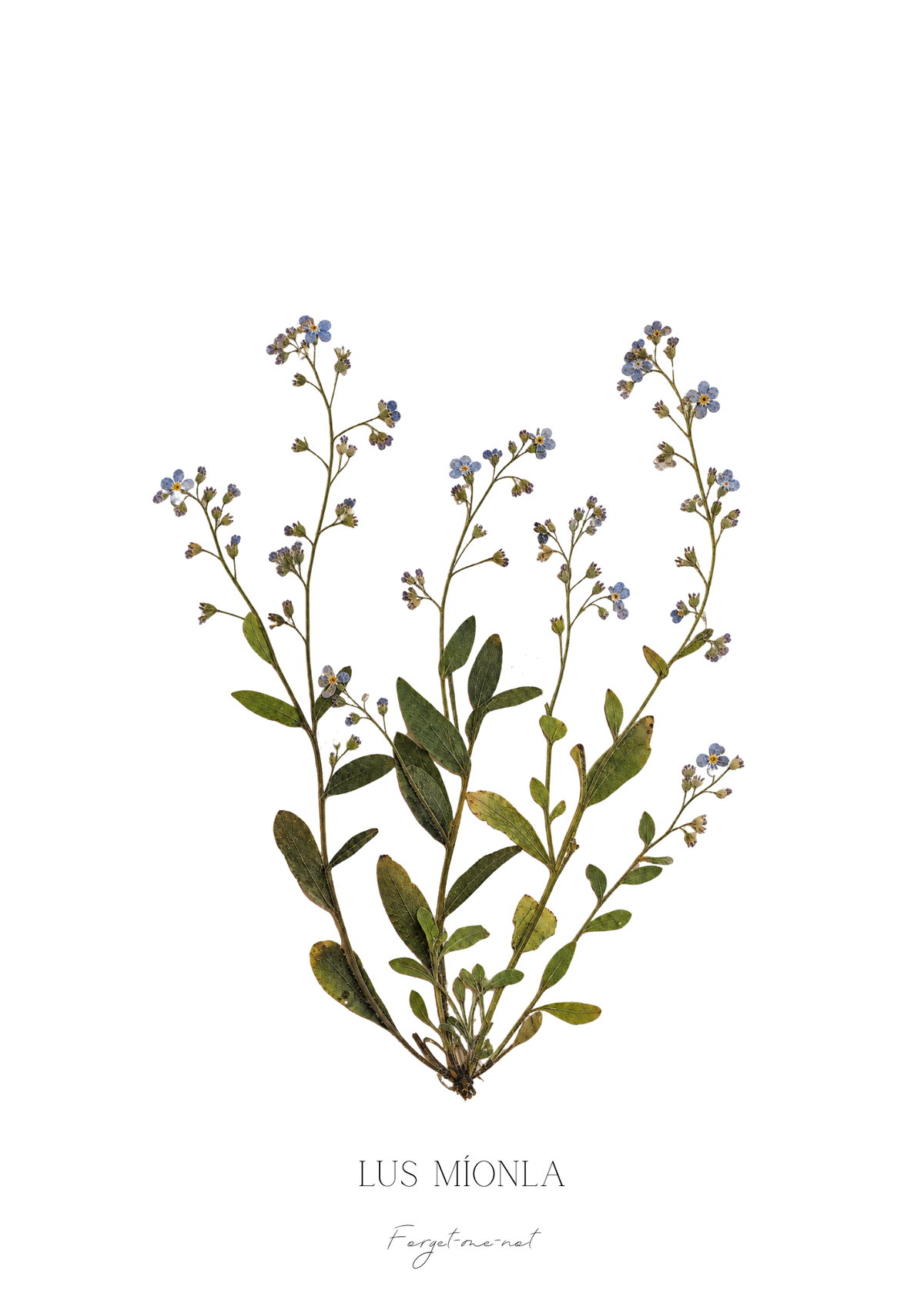 SIÓG Botanicals Product May - Forget Me Not / A5 Print Only Seasonal Botanical Prints