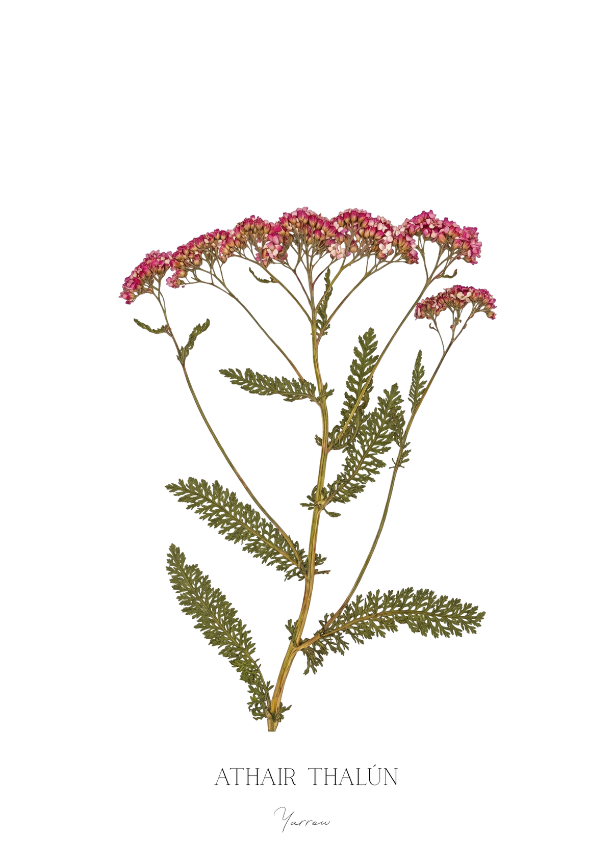 SIÓG Botanicals Product November - Yarrow / A5 Print Only Seasonal Botanical Prints
