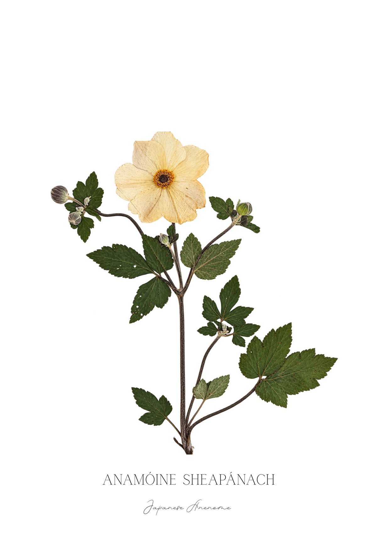 SIÓG Botanicals Product October - Japanese Anemone / A5 Print Only Seasonal Botanical Prints