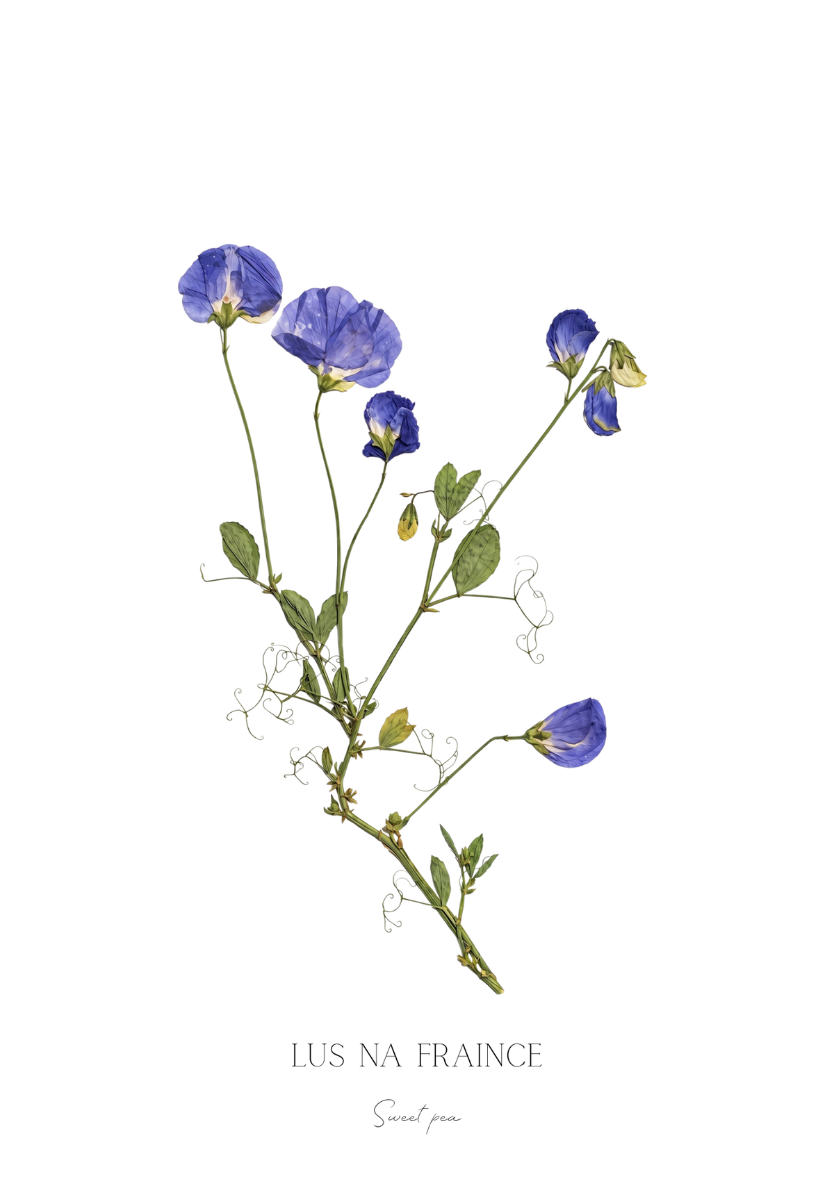 SIÓG Botanicals Product September - Sweetpea / A5 Print Only Seasonal Botanical Prints