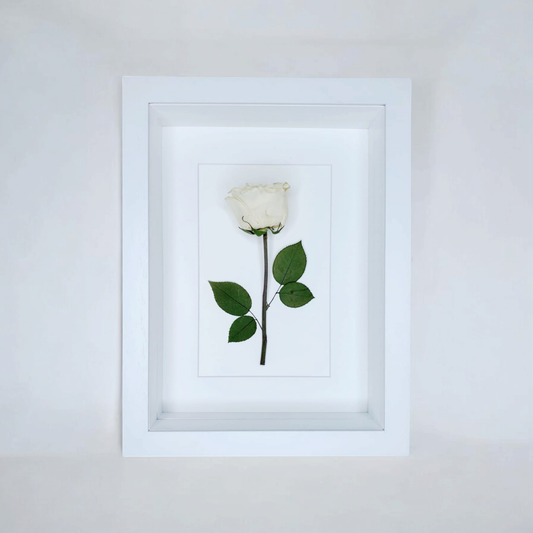 SIÓG Botanicals White Single Preserved Flower in 3D on Canvas: (12" x 16" / 30cm x 40cm)